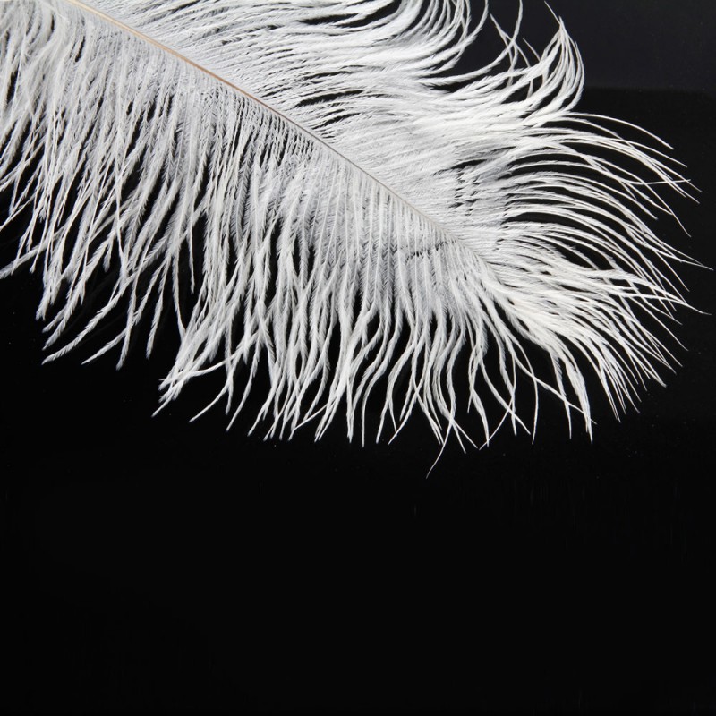 10-Pack Natural White Ostrich Feathers - 12-14 Inches Long, For Wedding Decor, Centerpieces, DIY Crafts